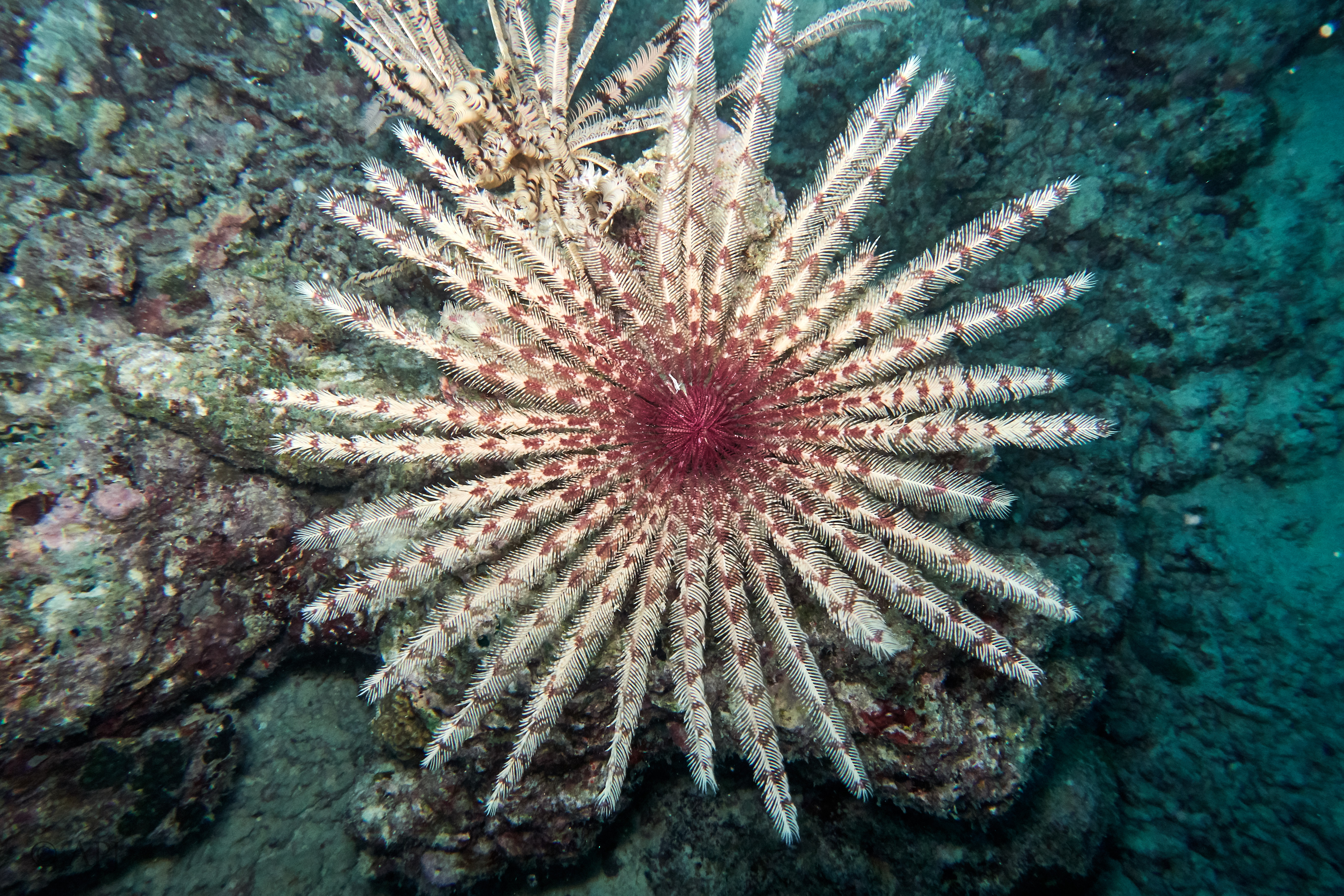 000855 15 08 17  Canon PowerShot G7 X Mark II   Malediven2017